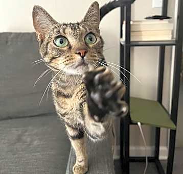 Photo of Whiskee