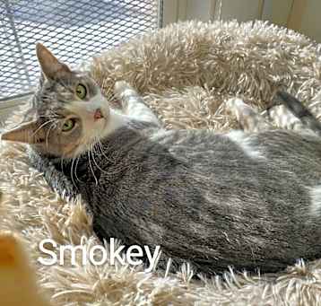 Photo of Smokey