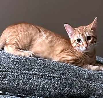Photo of Princess, lil orange, nishea