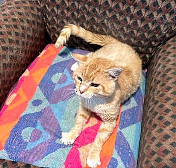 Photo of Will Feral