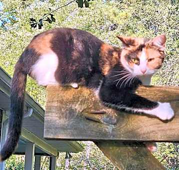 Photo of Queenie-the Queen of Curtsy