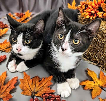 Photo of Itsy and Bitsy
