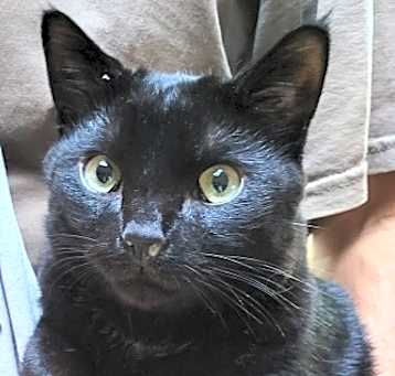 Photo of Shadow