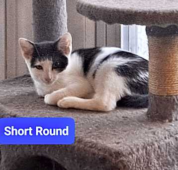 Photo of Short Round
