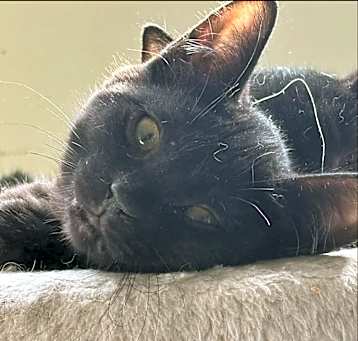 Photo of LeFou