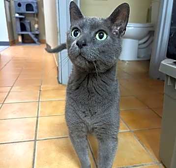 Photo of Bongo
