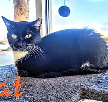 Photo of C270 Litter Kat, mom