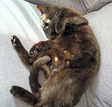 Photo of Milo
