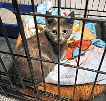 Photo of CAT Effie H-Litter