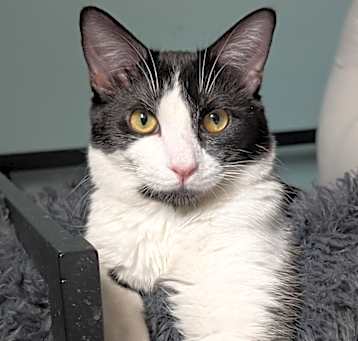 Photo of Ralphie