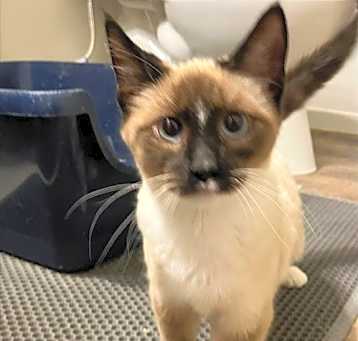 Photo of Snowflake