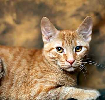 Photo of Kitch (FeLV+)