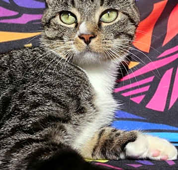 Photo of Luigi (adoption pending)