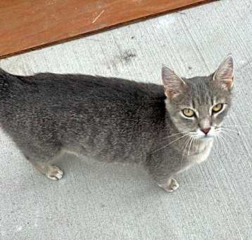 Photo of Smokey