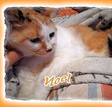 Photo of *Noel (Lyon's Den)