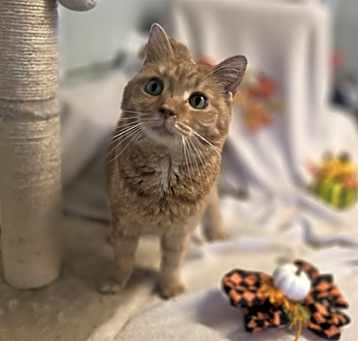 Photo of ChooChoo