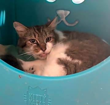 Photo of Fiona the Feline