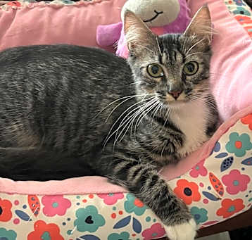 Photo of Astrid