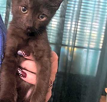 Photo of Sheba