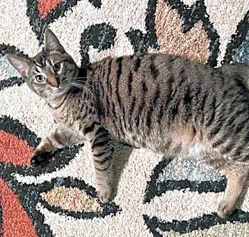 Photo of Kaos Litter: PROMETHEUS