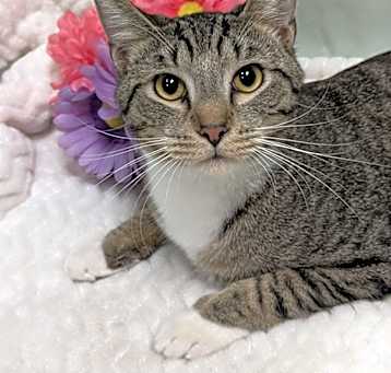 Photo of Comet