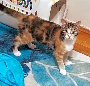 Photo of Josie is your pussycat!