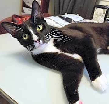 Photo of Office Assistance for hire Prince