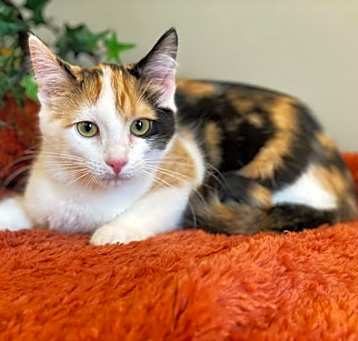 Photo of Omelette