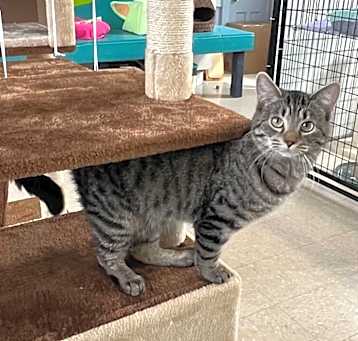 Photo of Maple