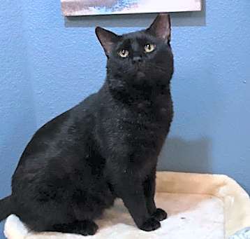 Photo of Midnight