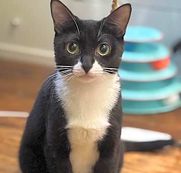 Photo of Xena
