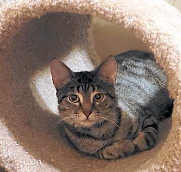 Photo of Rebel