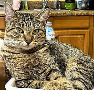Photo of Nutmeg