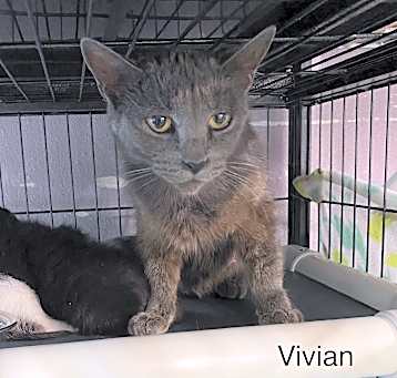 Photo of Vivian