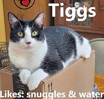 Photo of Tiggs
