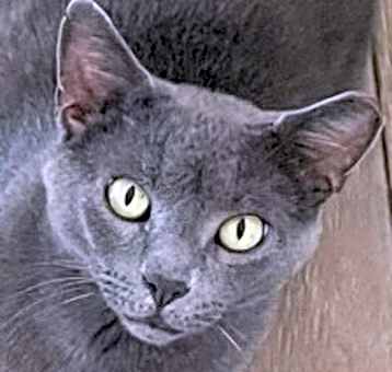 Photo of Little Grey - Beautiful Boy