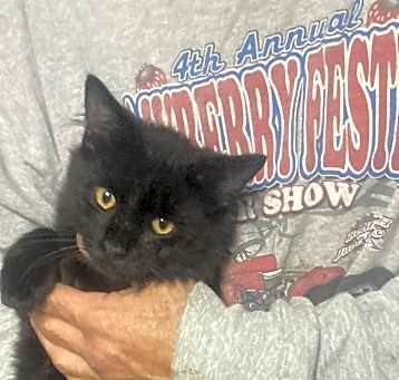 Photo of Inky bonded with Blinky