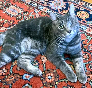 Photo of Curly