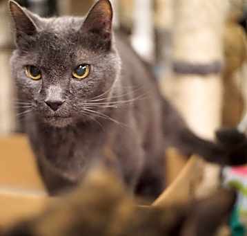 Photo of Ollie (SPECIAL NEEDS - DIABETIC)