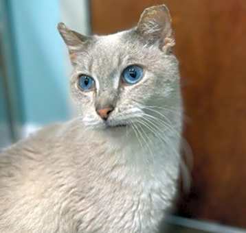 Photo of Sky-Buddy