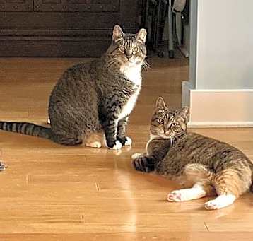 Photo of Luna + life partner Hagrid