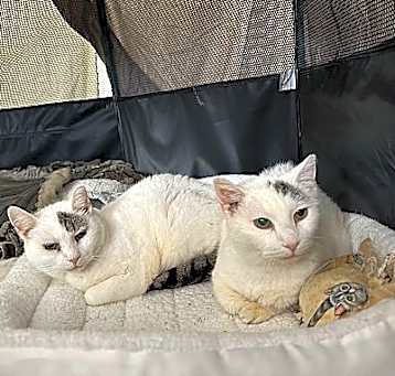 Photo of Sweet Caroline + Georgy