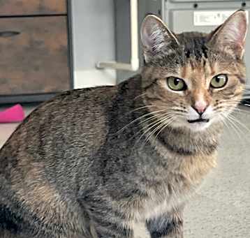 Photo of Zephyr