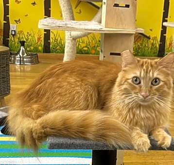 Photo of Chester