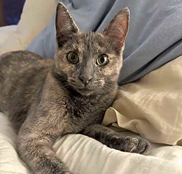 Photo of Sammi (Courtesy Post)
