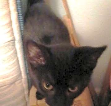 Photo of Boo (Bonded with Bat)