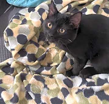 Photo of Toothless
