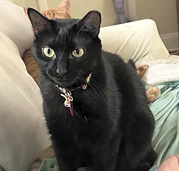 Photo of SHADOW