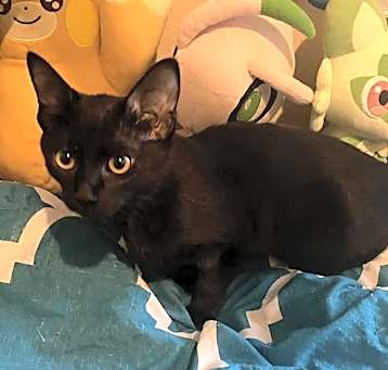 Photo of Papaya