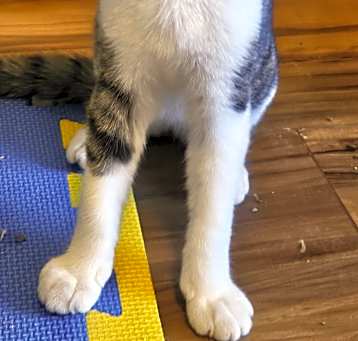 Photo of Oliver
